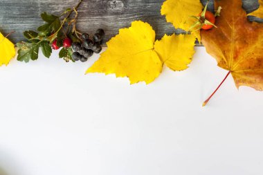 Metin için alanı olan sonbahar arkaplanı. Hasat festivali teması. Böğürtlen ve yaprakların şenlikli sonbahar dekoru. Şükran Günü ya da Cadılar Bayramı konsepti. Sonbahar bileşimi. 