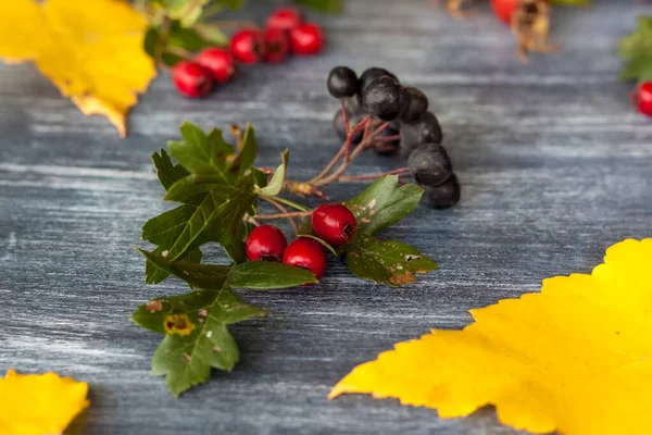 Autumn background. Harvest festival theme on a dark background. Festive autumn decor of berries and leaves. The concept of thanksgiving or Halloween. Autumn composition.