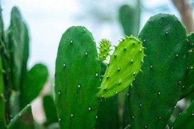 doğa güzel kaktüs bahçesinde bulunan kopya alanı arka plan. görüntü için bitki, çiçek, süs, açık kavramı