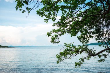 ağaç ve deniz arka plan ile sahne görünümü tropikal plaj