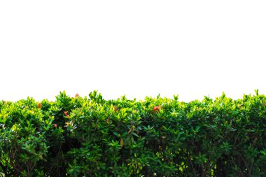 doğa kavramı izole yeşil bush beyaz arka plan üzerinde