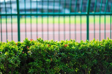 doğa kavramı yeşil bush ile metal çit ve sabah arka planda Spor Stadyumu