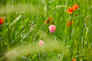 Haşhaş tarlada çiçek açar. Gelinciklerin yakın çekimi. Kırmızının çiçekleri. Tarlalarda bahar çiçekleri.