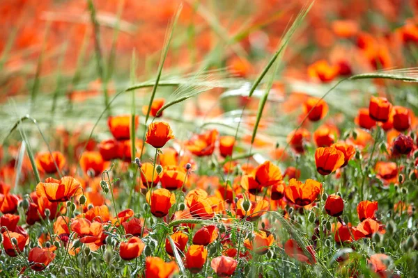 Poppies Bloom Field Close Poppies Flowers Field Red Spring Flowers — Stock Photo, Image