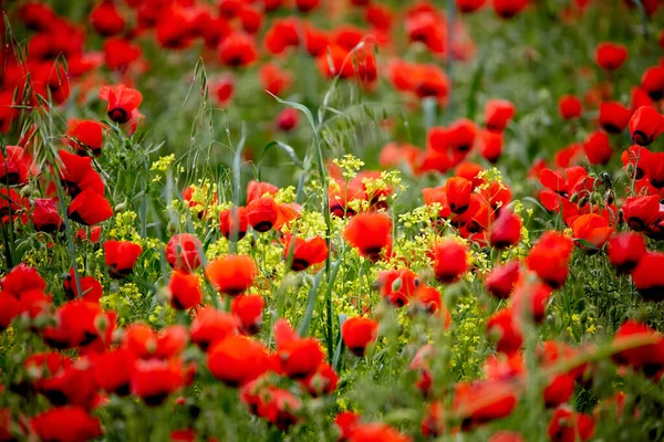 畑にはポピーが咲いています ケシのクローズアップ 畑の花は赤い 畑の春の花 — ストック写真