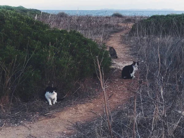 Tres Gatos Mirando Cámara Camino Playa Efecto Película —  Fotos de Stock