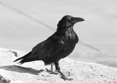 Doğada, büyük kanyon raven