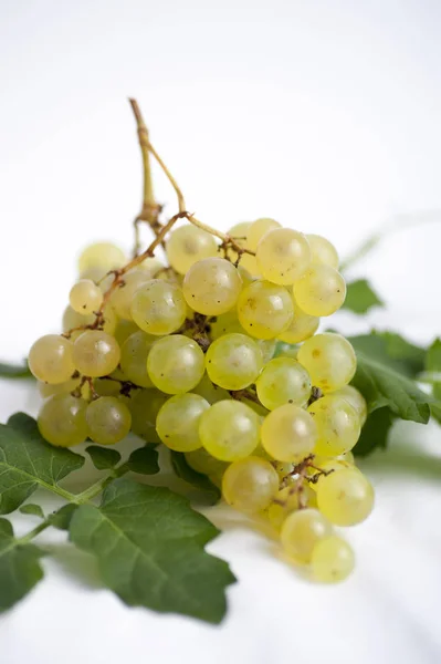 Bunch Grapes Wine — Stock Photo, Image