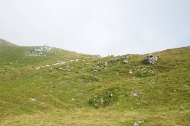 Kayalar ve sayı ile yüksek dağ yeşil ve sarı çayır