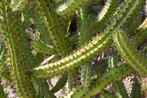 Cactus, succulent plant texture background in sunlight