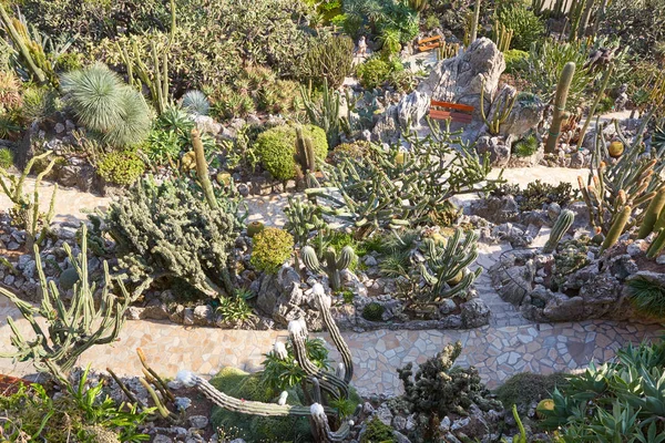 El camino exótico jardín con plantas suculentas raras vista de ángulo alto en un día soleado de verano en Montecarlo, Mónaco —  Fotos de Stock