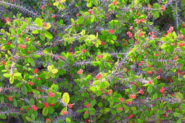 Euphorbia milii, the crown of thorns, with red flowes texture background — Stock Photo, Image