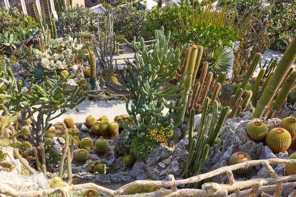 El camino exótico jardín con plantas suculentas de cactus, vista de ángulo alto en un día soleado de verano en Monte Carlo, Mónaco —  Fotos de Stock