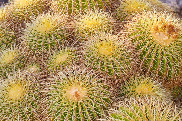 Echinacactus grusonii, szukkulens növények tövismintás háttérrel — Stock Fotó