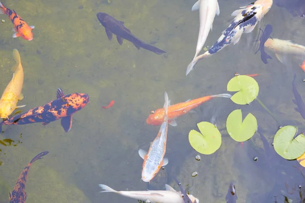 Koi vijver met kleurrijke vissen en waterlelies bladeren in een zomerdag — Stockfoto