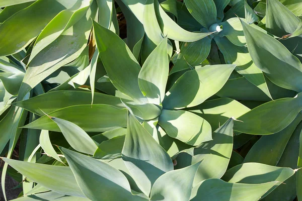 Aloe, šťavnaté rostliny v pozadí slunečního svitu — Stock fotografie