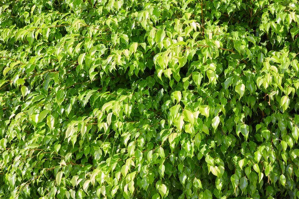 Fresh green Ficus leaves texture background — Stock Photo, Image