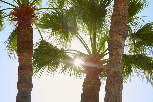 Palm trees and sun beams in a summer day Royalty Free Stock Images