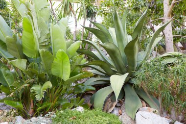 MONTE CARLO, MONACO - AUGUST 20, 2016: The exotic garden, big tr