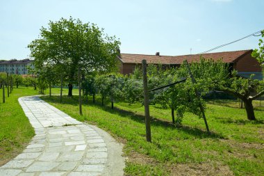 Stone tiled path, orchard and rural house in a sunny summer day,