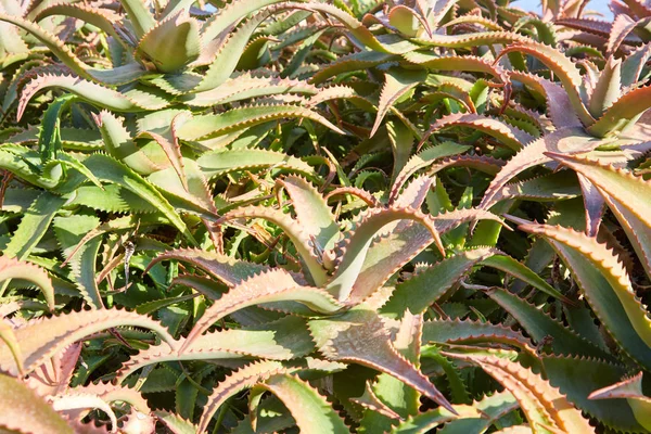 Aloe vera, plantas suculentas textura fondo a la luz del sol —  Fotos de Stock