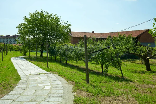 Stone tiled path, orchard and rural house in a sunny summer day, — Photo