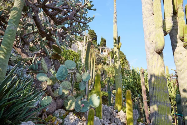 Egzotik Bahçe, Monte Carlo, Monaco güneşli bir yaz gününde büyük kaktüs ile Botanik Bahçesi.