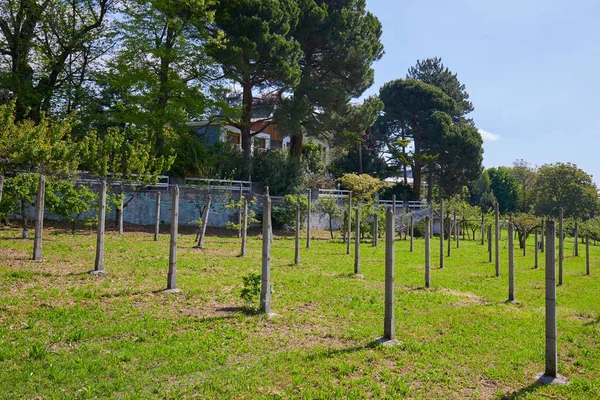 Garden, villa and green meadow in a sunny summer day, Italy