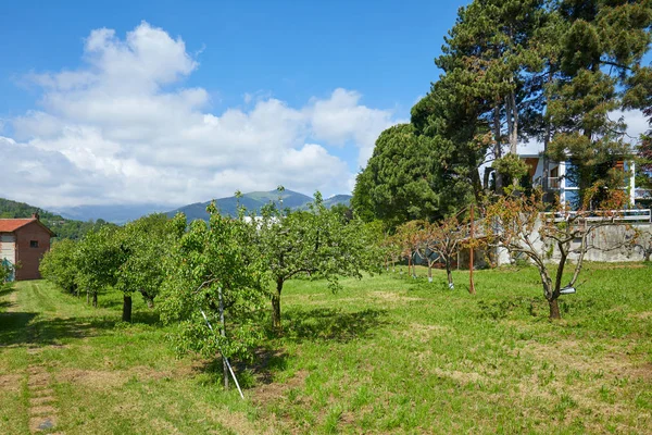 Orchard, green meadow and villa in a sunny summer day, Italy