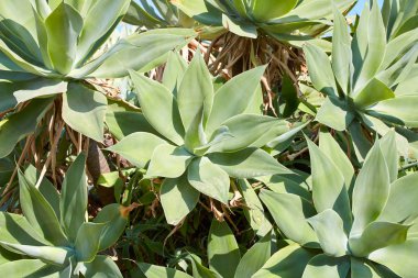 Aloe, yaz aylarında sulu bitkiler doku arka plan