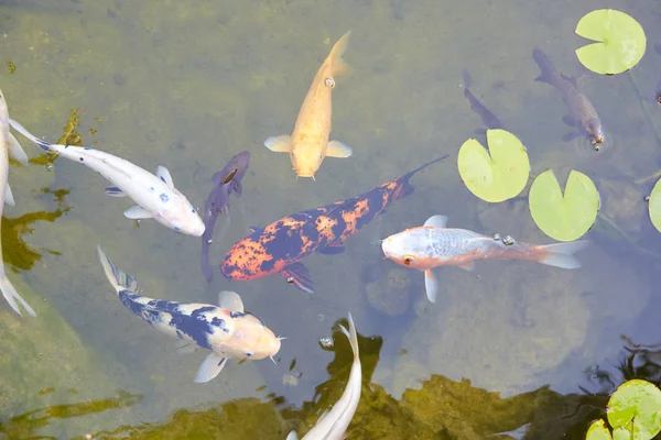 Koi pond with carp fishes and waterlilies leaves in a summer day — Stock Photo, Image