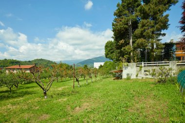 Güneşli bir yaz gününde Orchard ve çam ağaçları, Italya