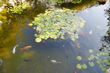 Bir yaz gününde sazan balıkları ve Waterlilies ile Koi gölet, yüksek açı görünümü