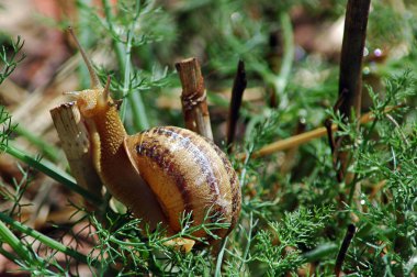 Şirin bahçe salyangoz sabah ışığında çıkan Cornu aspersum olarak da bilinir