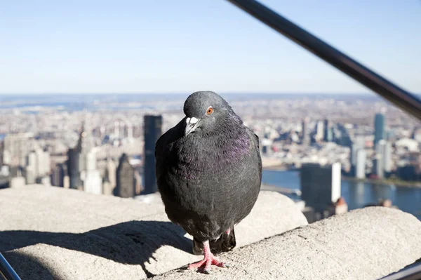 City pigeon resting on an edge of the rooftop of Empire State Building, with the view of Manhattan, the East River side and Long Island City behind, New York City, USA