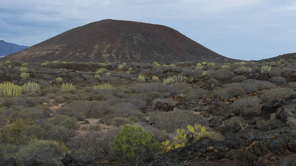 に向けて 特別自然保護区の Malpais ラ血眼 パーム テネリフェ島 カナリア諸島 スペインのユニークな固有植物で覆われている最も代表的な円錐形の火山を表示します — ストック写真