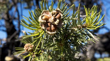 Üzerinde bir brunch kavisli iğne, en yaygın ağaçları boyunca South Rim Grand Canyon, Arizona, ABD ile lezzetli pinyon fındık kabuğundaki pinyon çam veya Pinus mantarı, yakın çekim