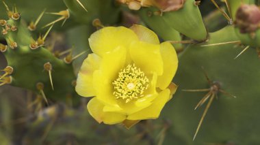 Büyük, sarı çiçek Barbary incir veya Opuntia ficus-indica, kurak alanlarda ve onun popüler meyve için ekili dünya çapında büyüyen Şimdi Meksika'dan, originary bir kaktüs bitki: Hint inciri