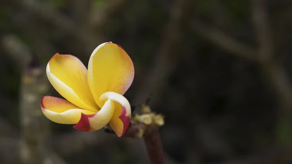 Cedo Único Frangipani Plumeria Rubra Uma Flor Nativa Para Aquecer — Fotografia de Stock