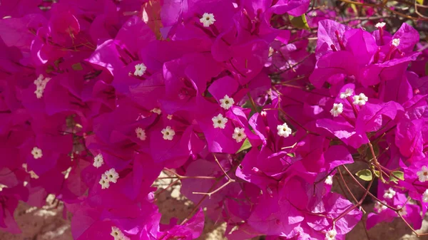 Hintergrund Der Bougainvillea Spectabilis Auch Bekannt Als Buganvilla Pflanze Mit — Stockfoto