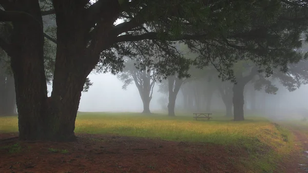 シルエット古い木霧 幽霊のような森の中のトレイルで気味の悪い 暗い木の化け物のような朝の光の前にまたはエル イエロ島 カナリア諸島 スペインの雨の後 — ストック写真