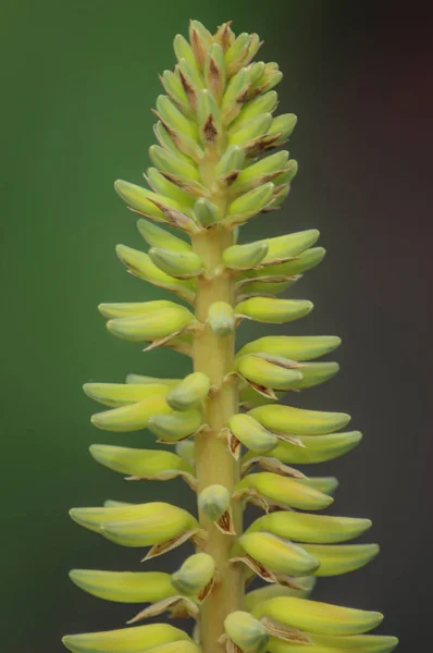 Flores Aloe Vera Amarelas Prontas Para Florescer Com Profundidade Rasa — Fotografia de Stock