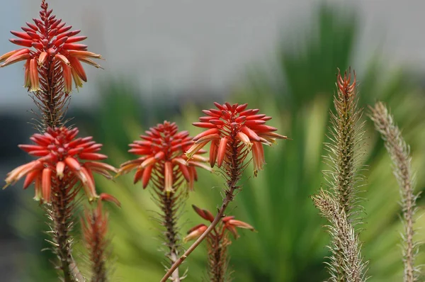 Red Aloe Vera Flores Clusters Mostrando Diferentes Estágios Floração Uma — Fotografia de Stock