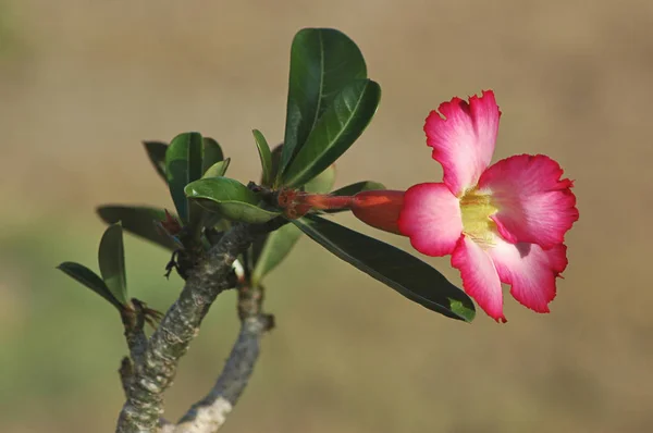 Rosa Adenium Obesum Flor Comumente Conhecido Como Rosa Deserto Lírio — Fotografia de Stock
