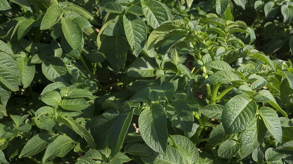 Field of green potato plants cultivated for their tuberous crop, a staple food in many countries, rich in nutrients. Close up, background shot of agricultural fields of growing potato plants