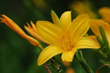 Taze sarı zambaklar veya çiçeklerle dolu bir bahçedeki zambaklar, loş ve düz sabah ışığı altında parlak yapraklar, muhteşem altın çiçekler, saksılar ve bahçeler için nostaljik bir çiçek.