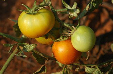 Yeşil domates çizikler, işaretleri ve kusurları ile asma üzerinde. Çirkin, organik, ev yetiştirilen meyve yatay bakış