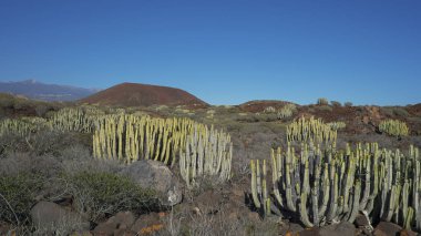 Montana Grande olarak bilinen volkanik koniye yakın doğal bir rezerv olan Malpais de la Rasca 'nın çorak arazisi, ve bölgesel bitki örtüsü, Tenerife, Kanarya Adaları, İspanya 