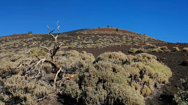 Vegetación Endémica Parque Nacional Del Teide Inusual Paisaje Montana Samara —  Fotos de Stock