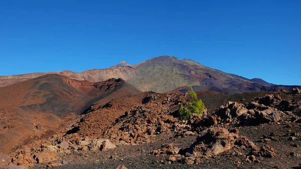 Montana Samara Teide Milli Parkı'nda, en sıradışı volkanik manzara Pico del Teide, Pico Viejo, Las Cuevas Negras ve açık çam ormanlar, Tenerife, Kanarya Adaları manzaralı biri